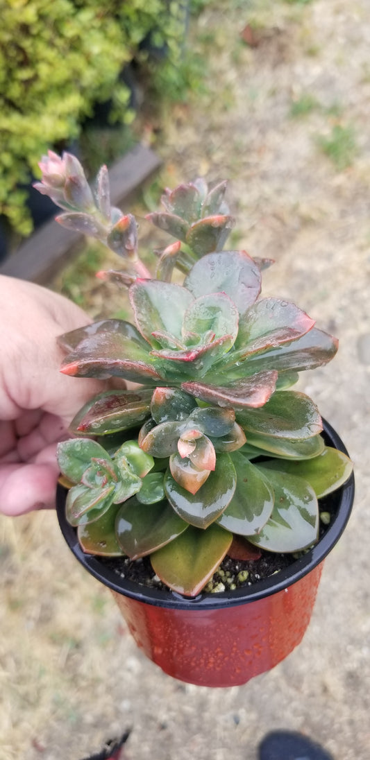Echeveria Croma (4" pot) Succulent plant