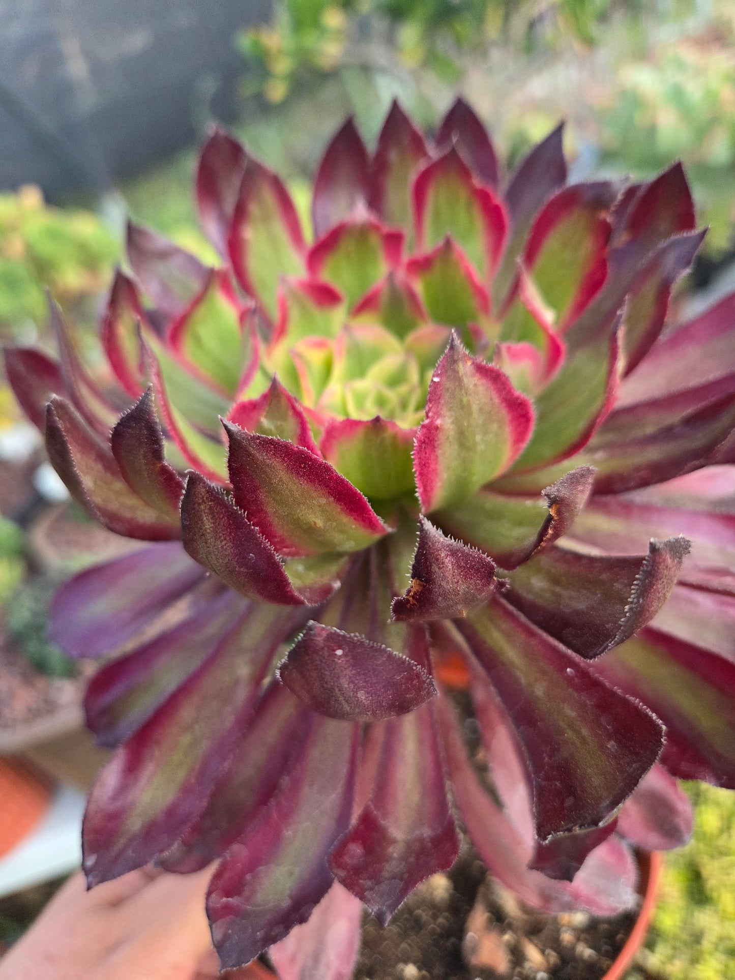 Aeonium Mardigrass (6" pot) Succulent Plant