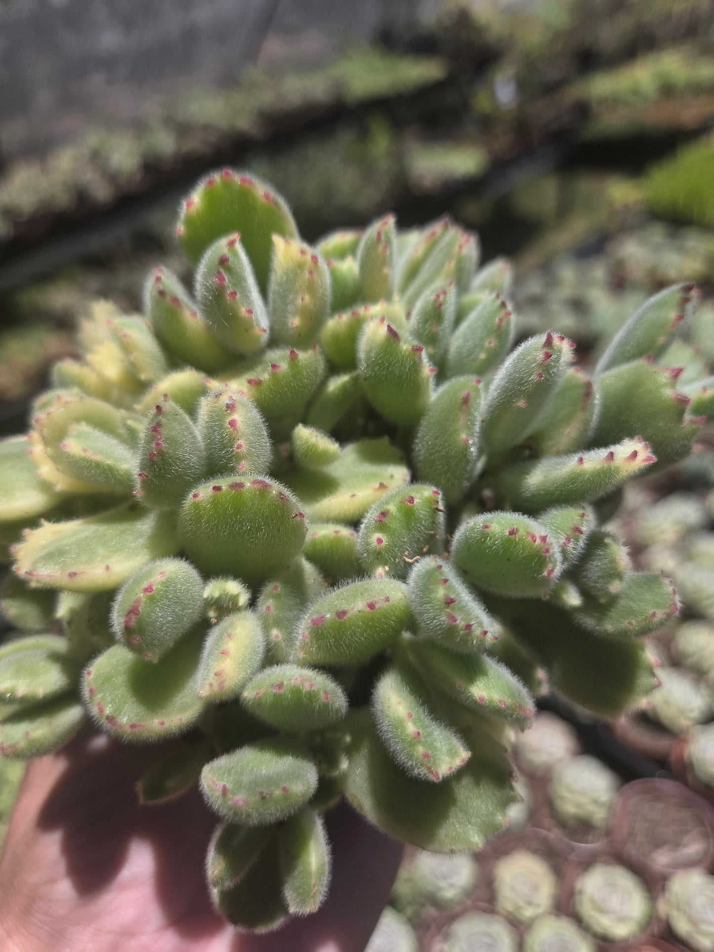 Variegated Cotyledon Tomentosa "Variegated Bear's Paw" (4" Pot)