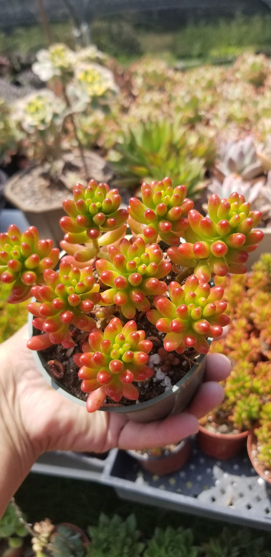 Sedum Jelly Beans (4"pot)