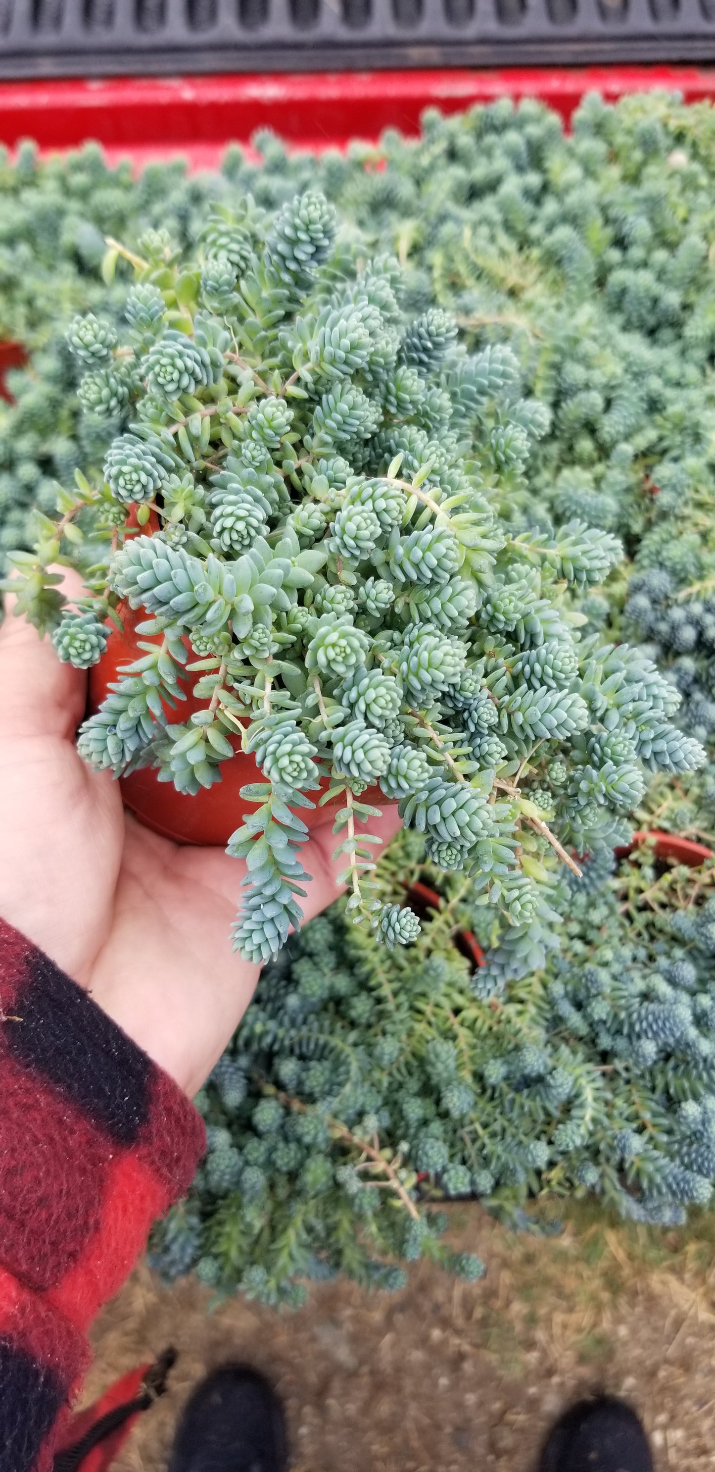 Sedum Dasyphyllum Mayor (4" pot) Succulent plant