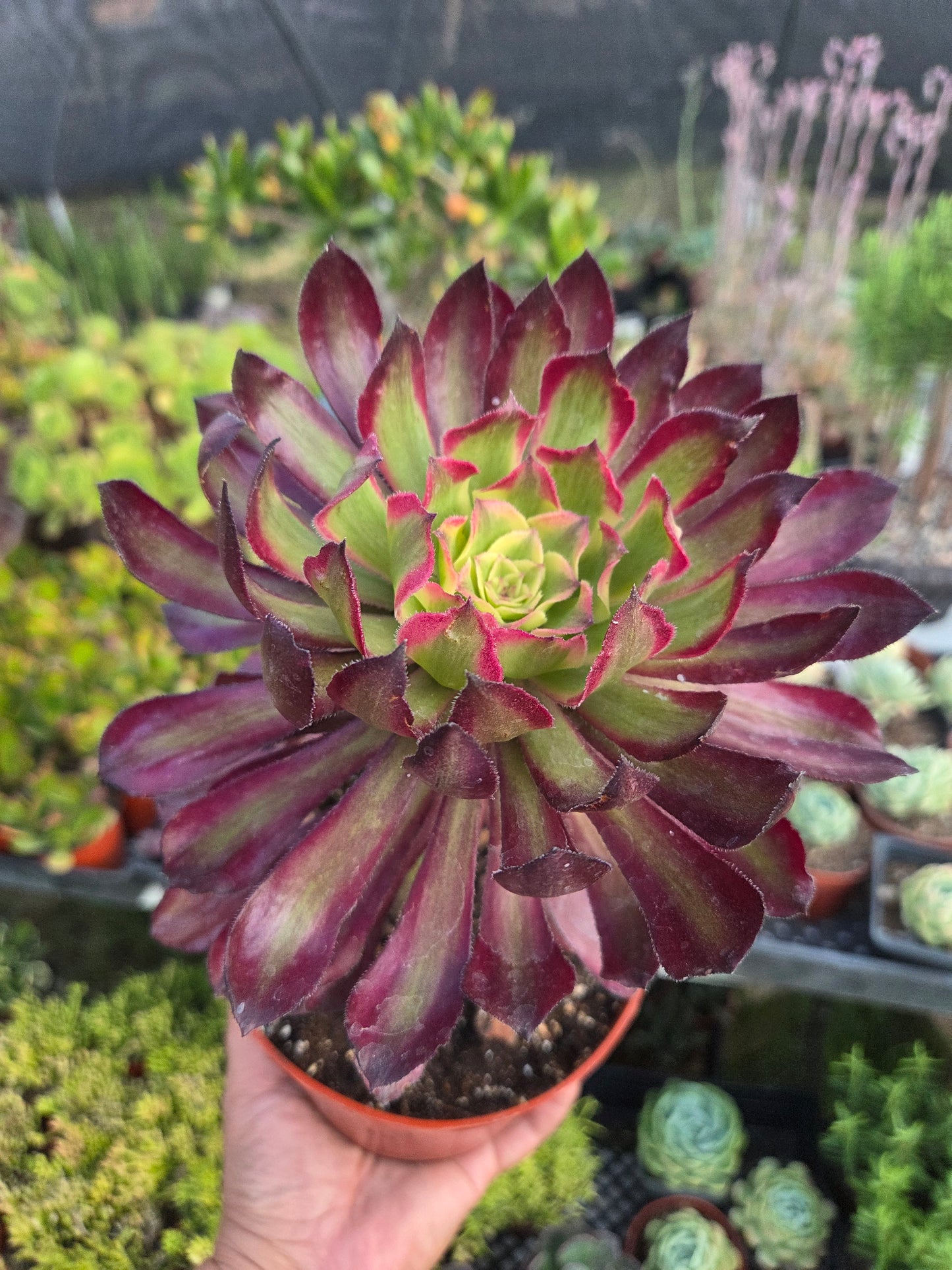 Aeonium Mardigrass (6" pot) Succulent Plant