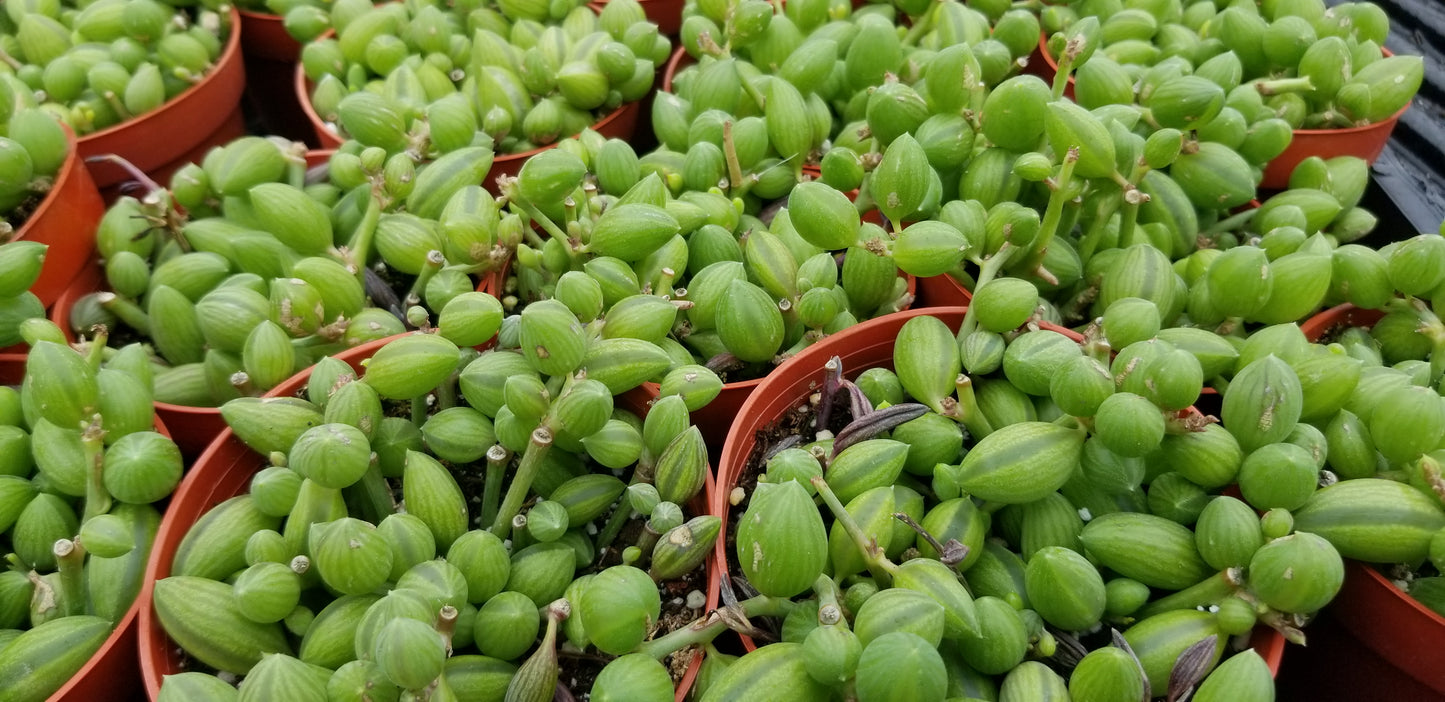 Strings of Watermelons, "Curio Herreanus (4" pot) succulent plant