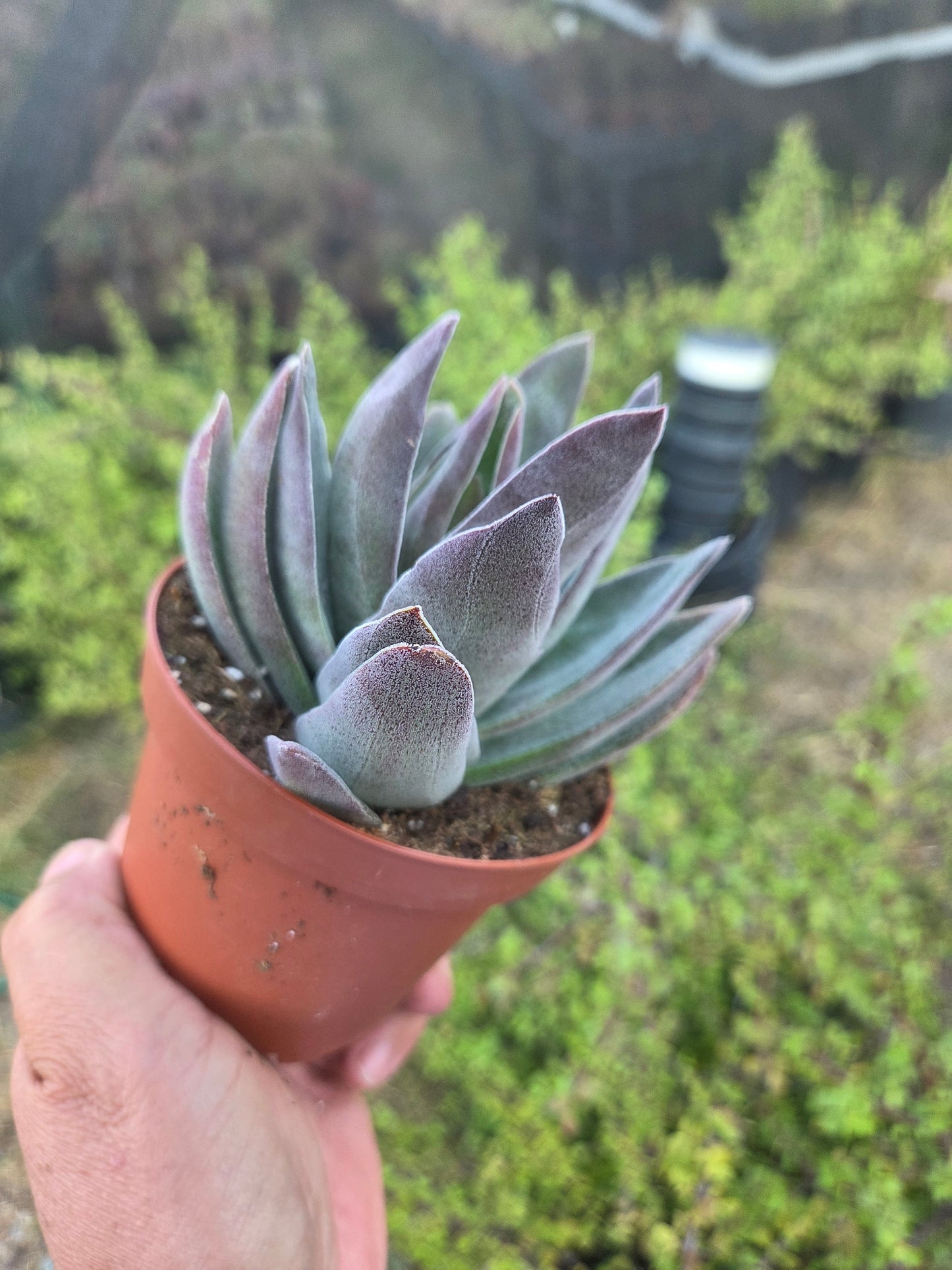 Crassula Garnet Lotus (4" pot) Succulent Plant