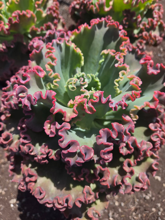 Echeveria Crimson Tide