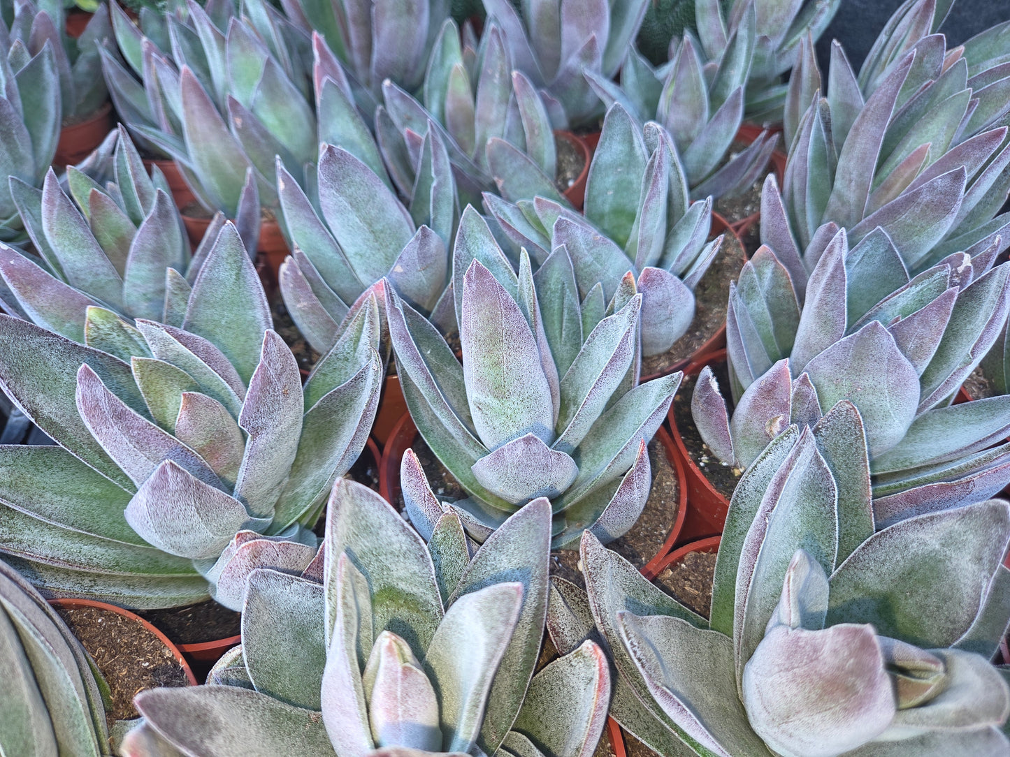 Crassula Garnet Lotus (4" pot) Succulent Plant