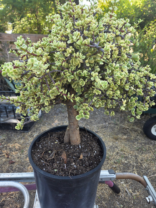 Portulacaria Afra Variegated Tree "Variegated Elephant Bush Tree" Bonsai Tree