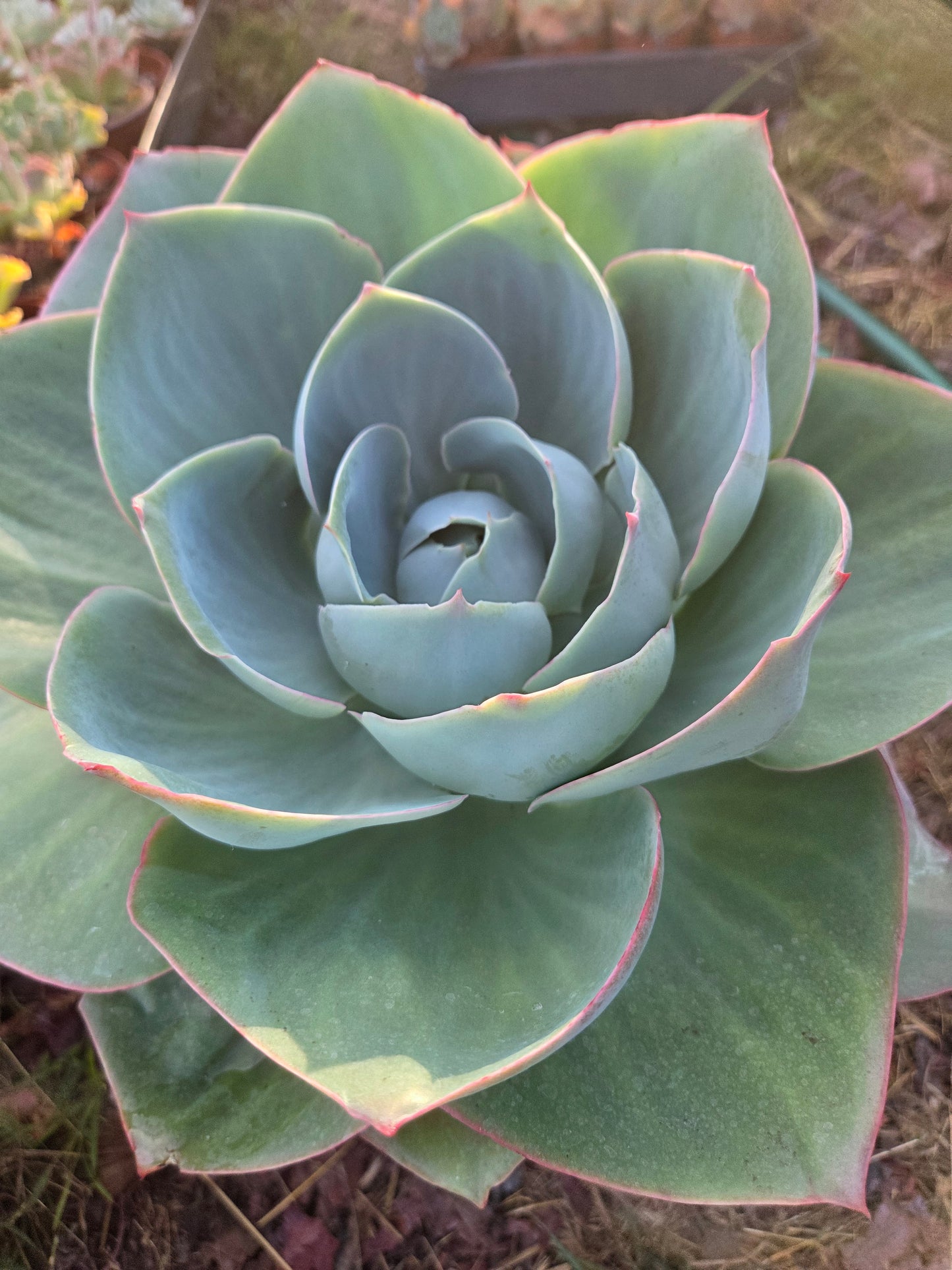 Echeveria Lotus (3 Gal. Pot)