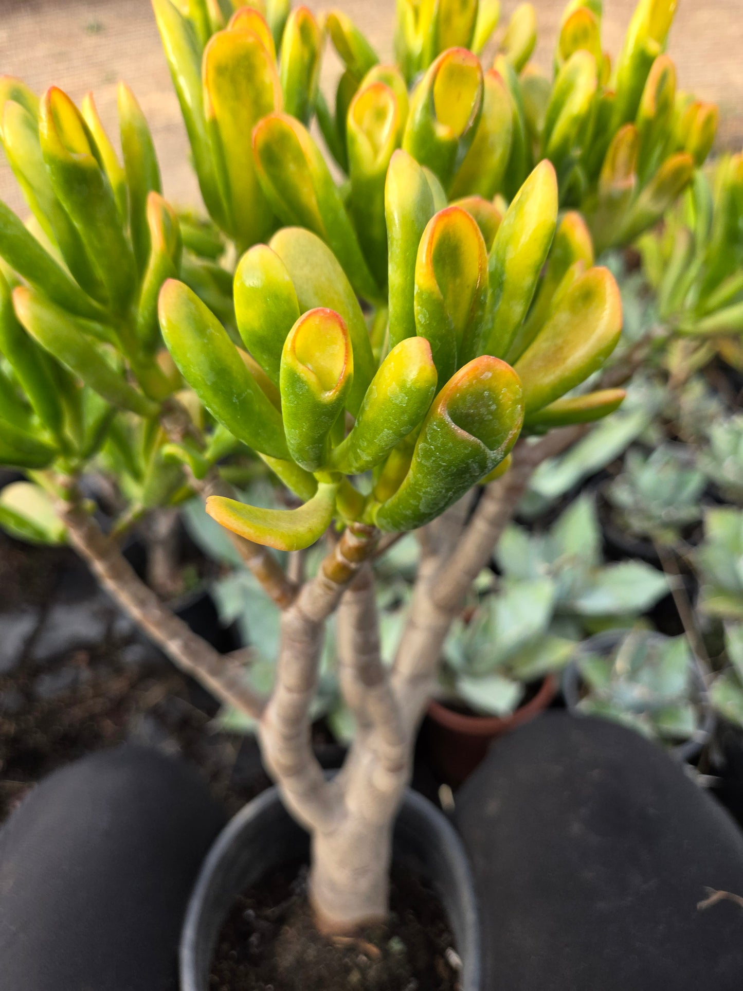 Crassula Ovata Hobbit Sunset Tree, Bonsai Tree
