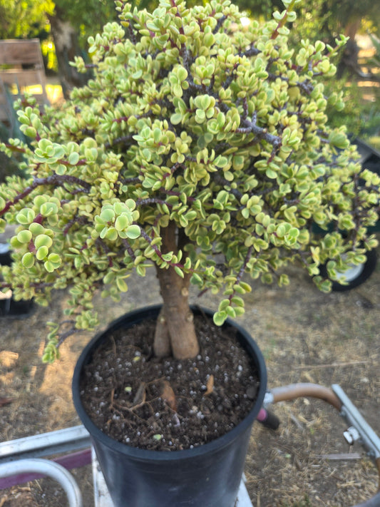 Portulacaria Afra Variegated Tree "Variegated Elephant Bush Tree" Bonsai Tree