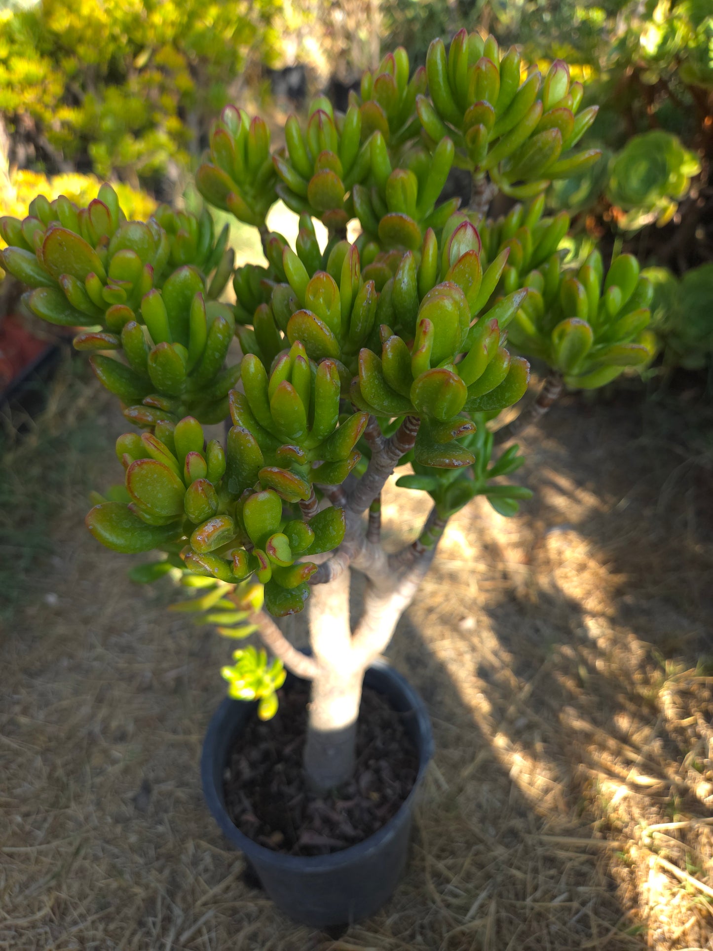 Crassula Ovata Hobbit Tree