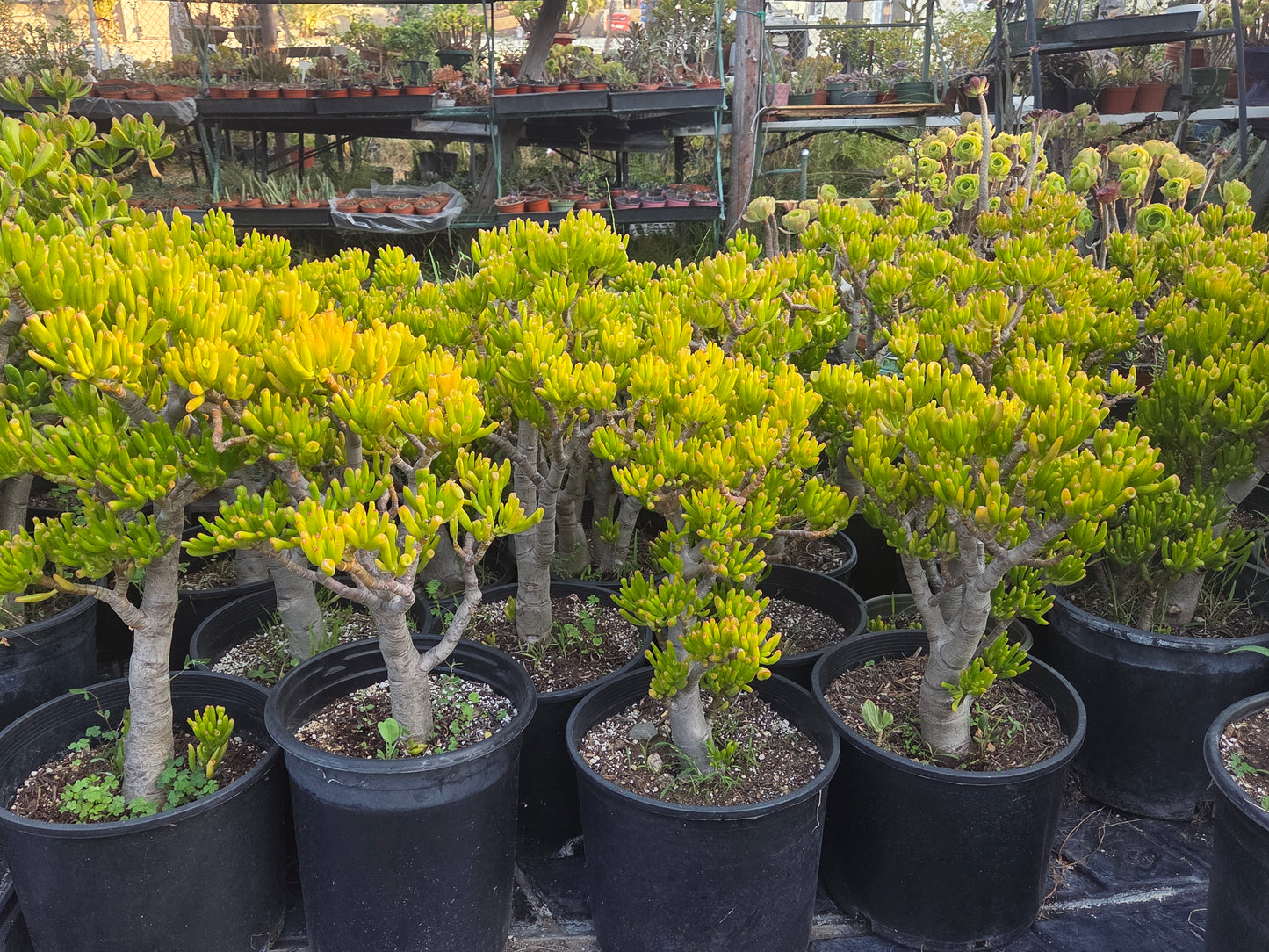 Crassula Ovata Gollum Tree