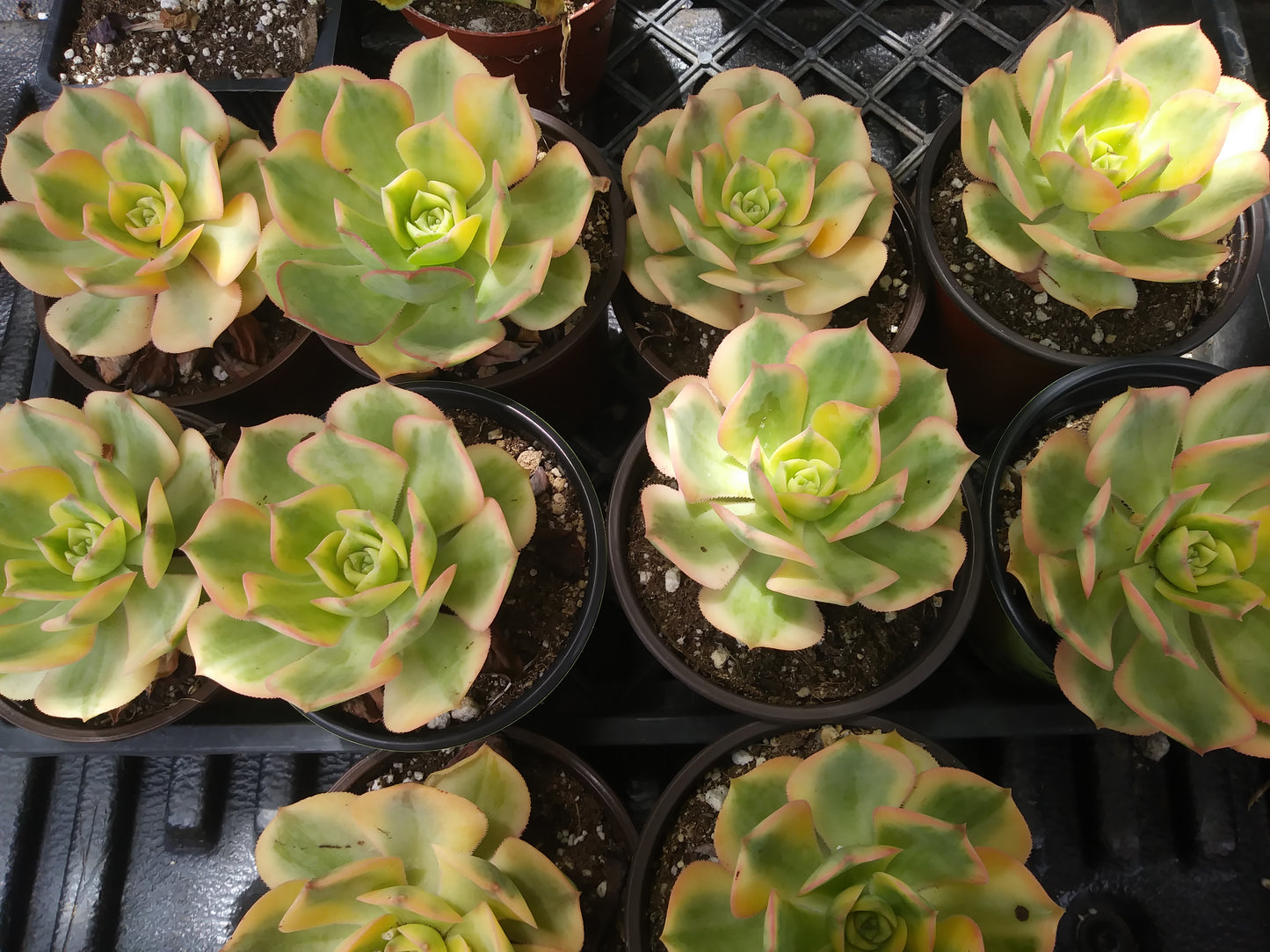 Aeonium Sunburst (4" Pot)