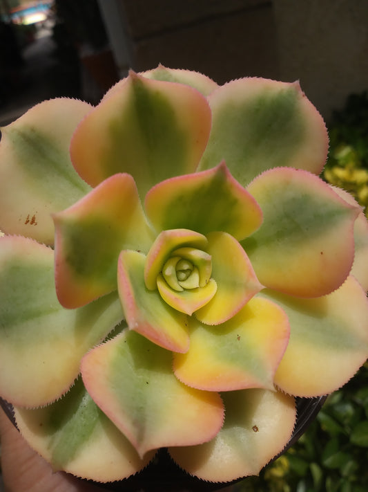 Aeonium Sunburst (4" Pot)