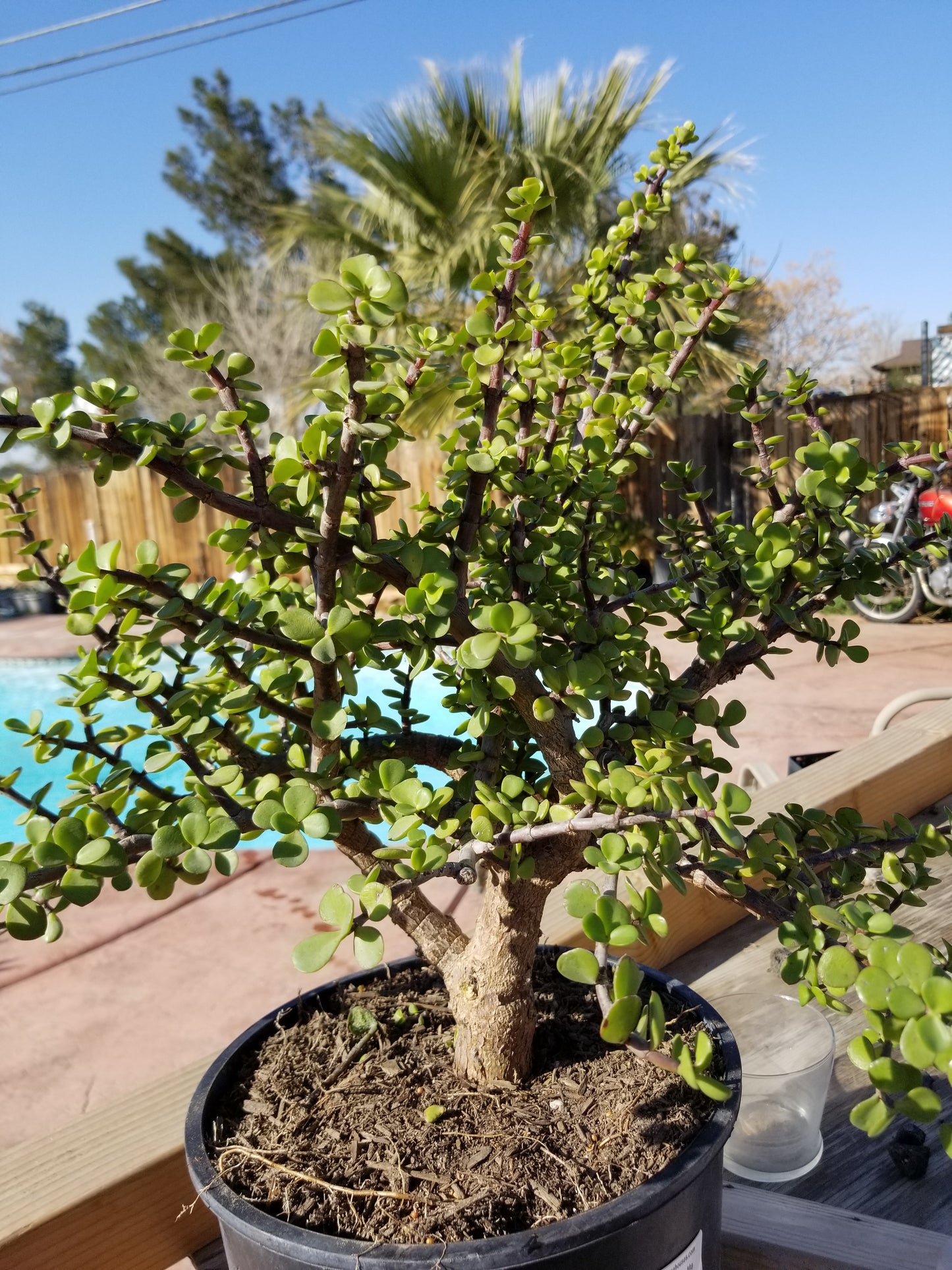 Portulacaria Afra Tree " Elephant Bush" Bonsai Tree