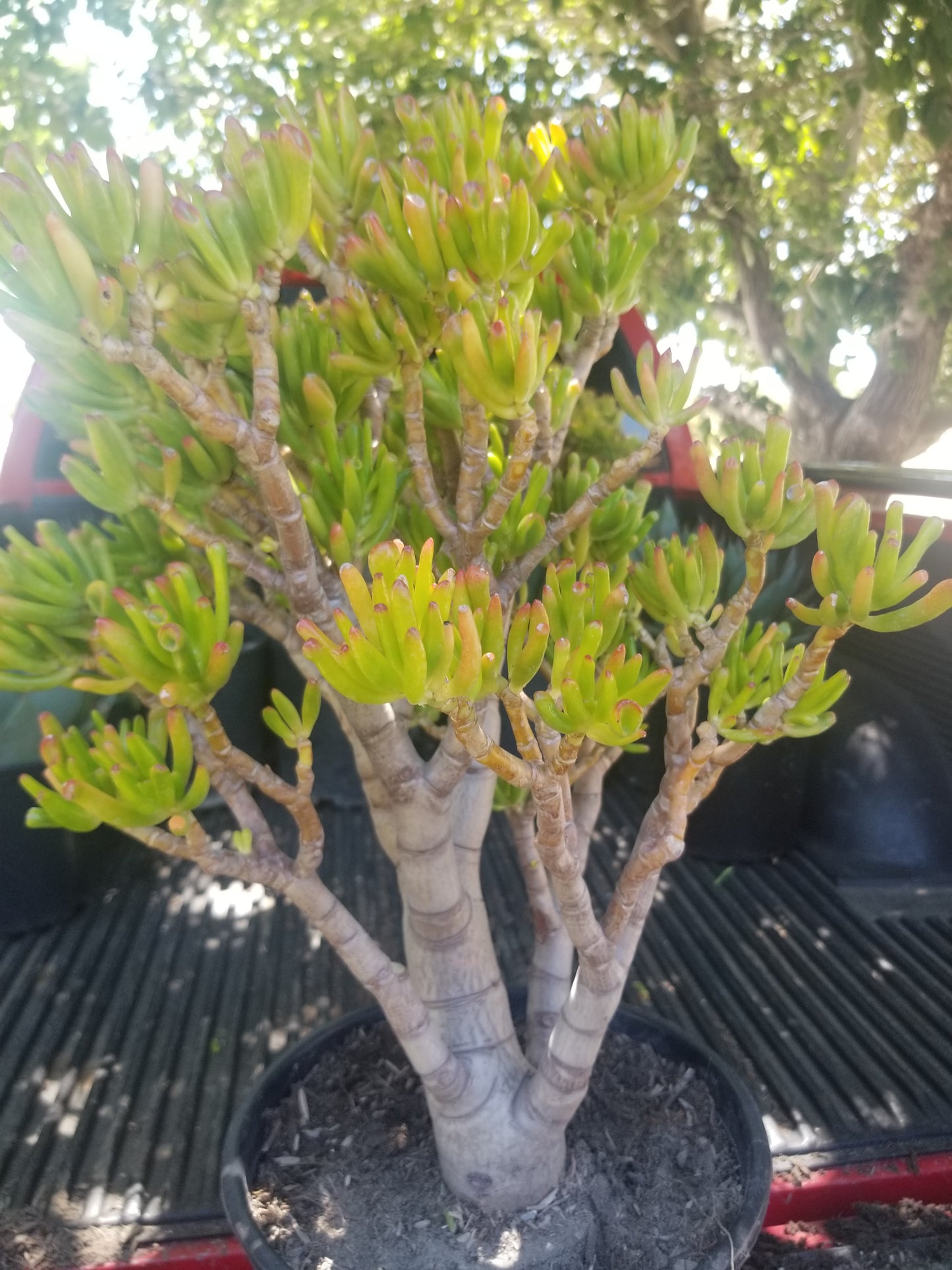 Crassula Ovata Gollum Tree