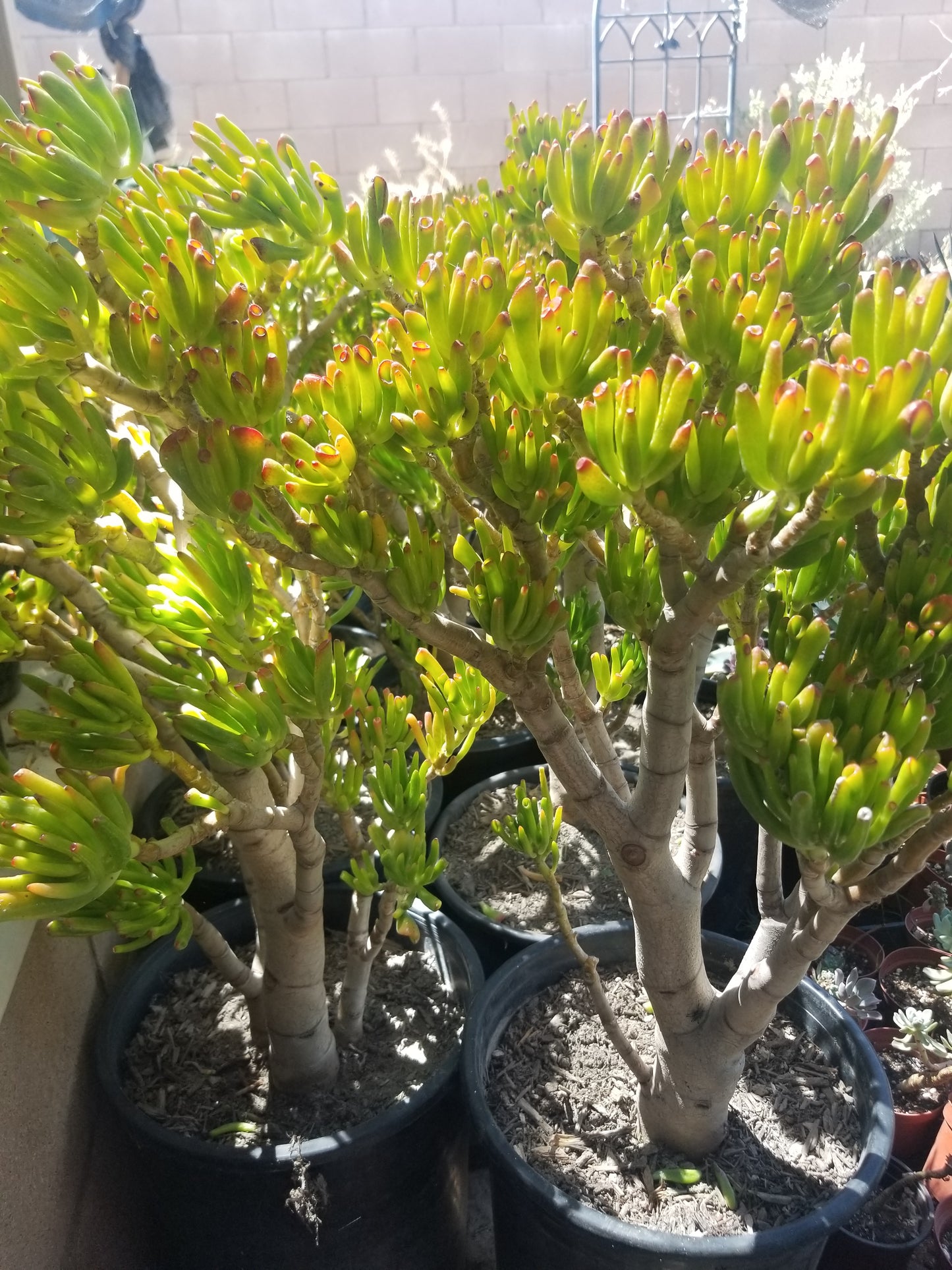 Crassula Ovata Gollum Tree