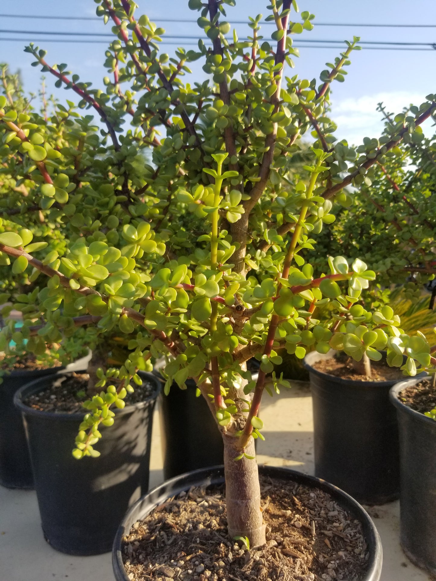 Portulacaria Afra Tree " Elephant Bush" Bonsai Tree