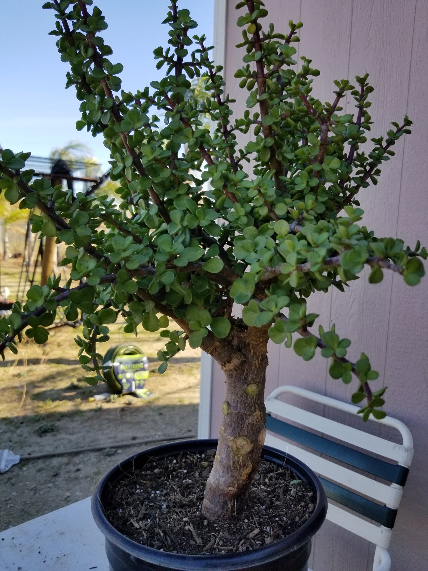 Portulacaria Afra Tree " Elephant Bush" Bonsai Tree