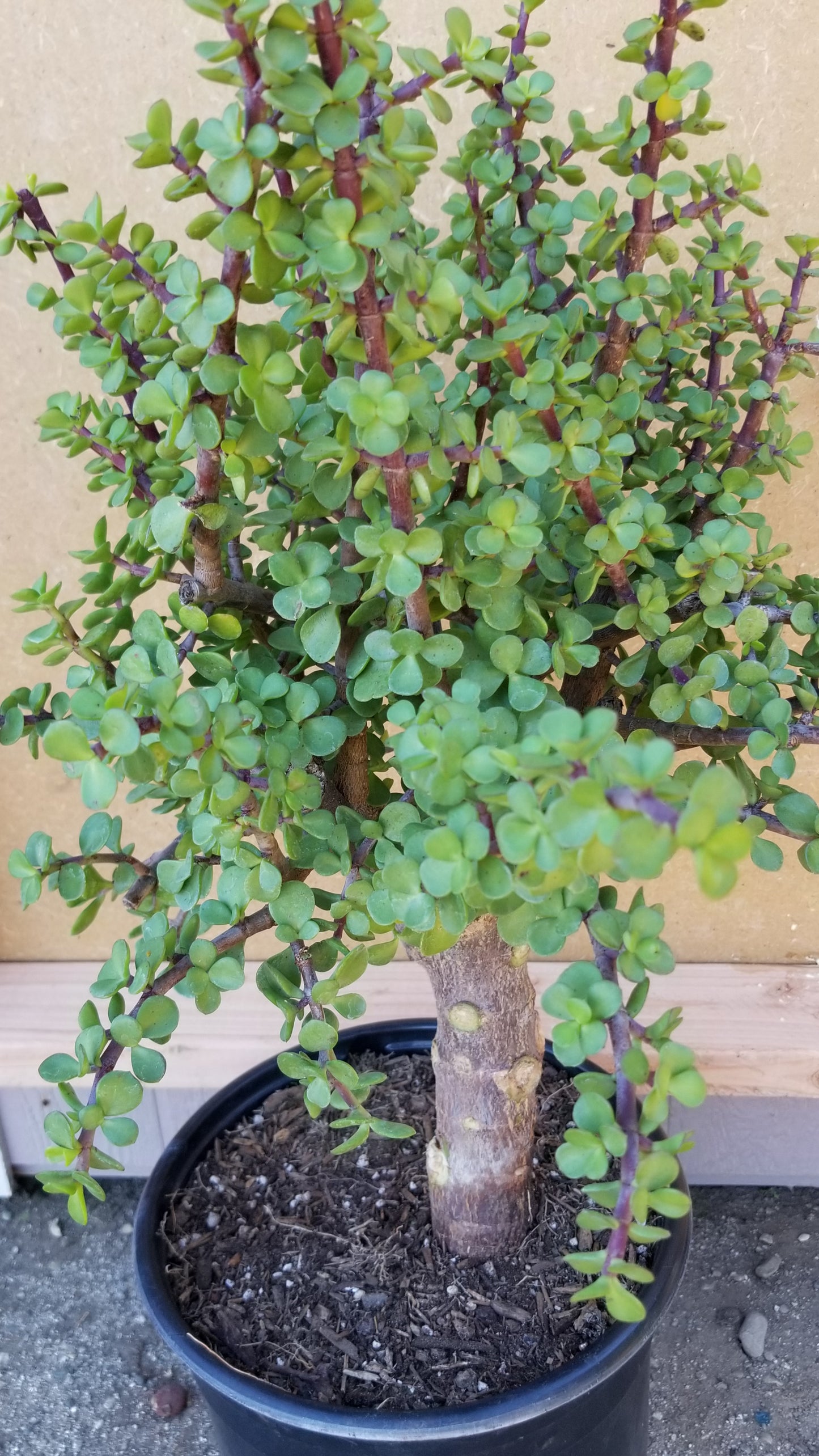Portulacaria Afra Tree " Elephant Bush" Bonsai Tree