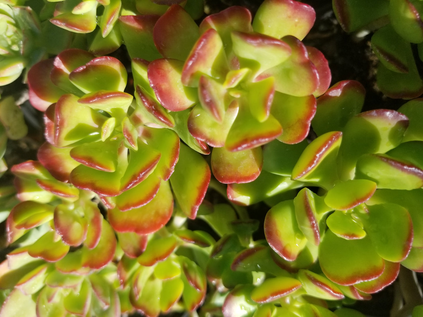 Sedum Dendroideum (4" pot) - Beaultiful Desert Plants