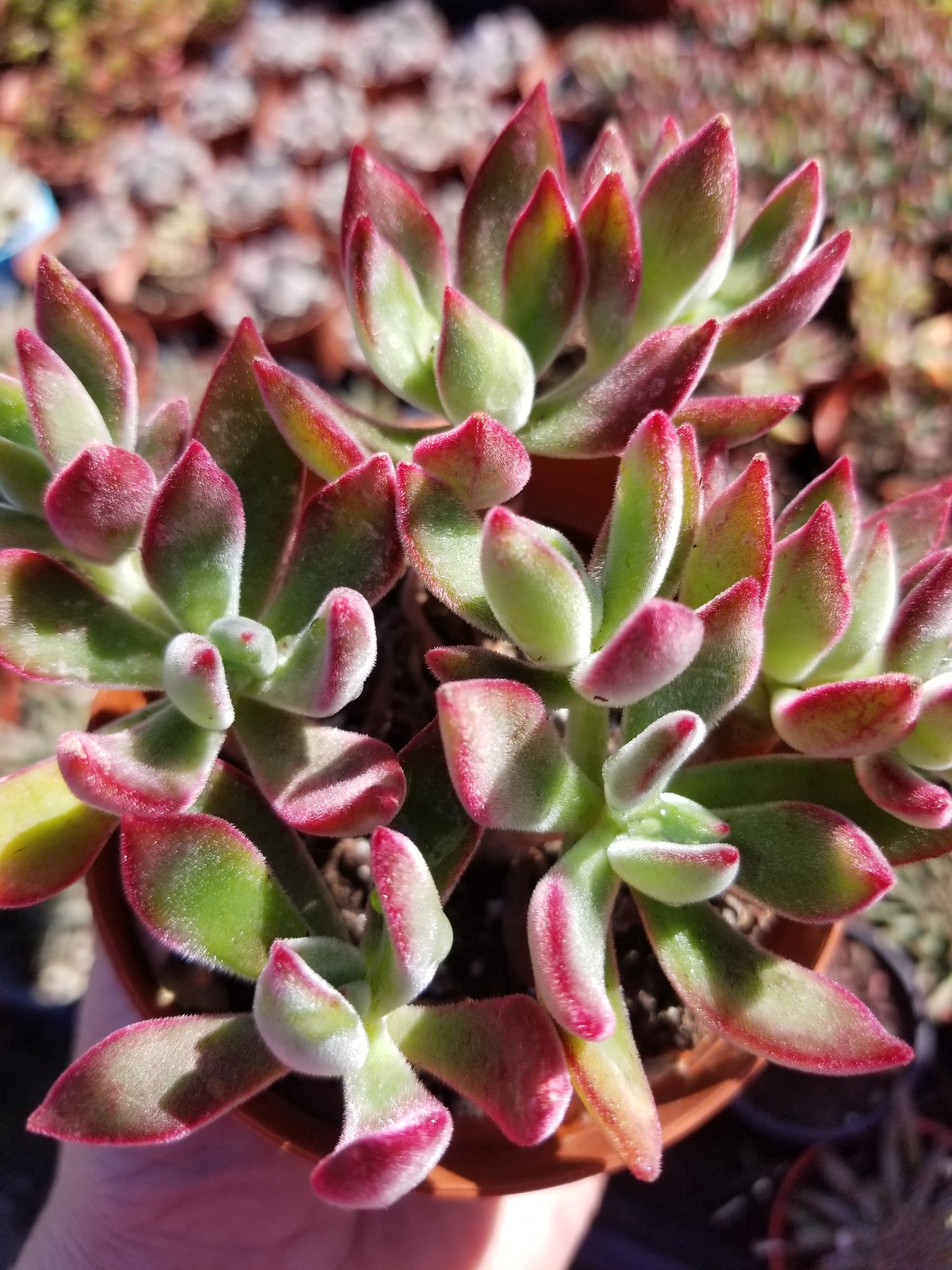 Red Velvet - Echeveria harmsii or pulvinata Echeveria harmsii, (4" pot)