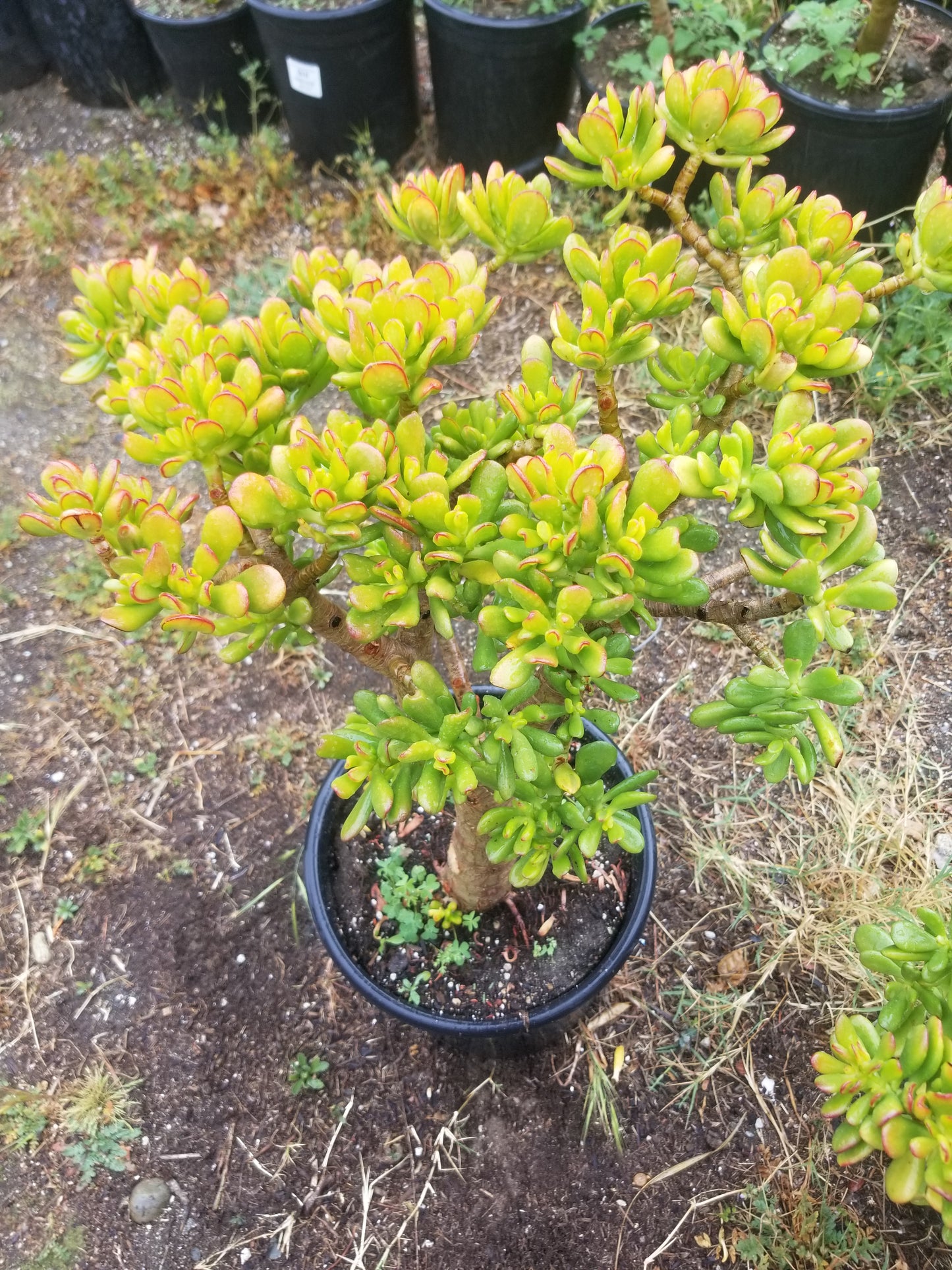Crassula Ovata Hobbit Tree "Bonsai Tree"