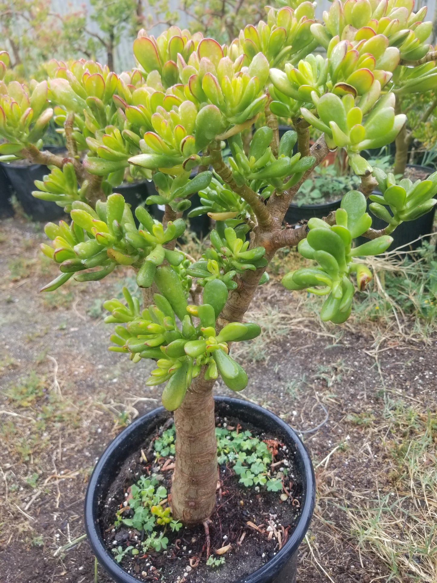 Crassula Ovata Hobbit Tree "Bonsai Tree"