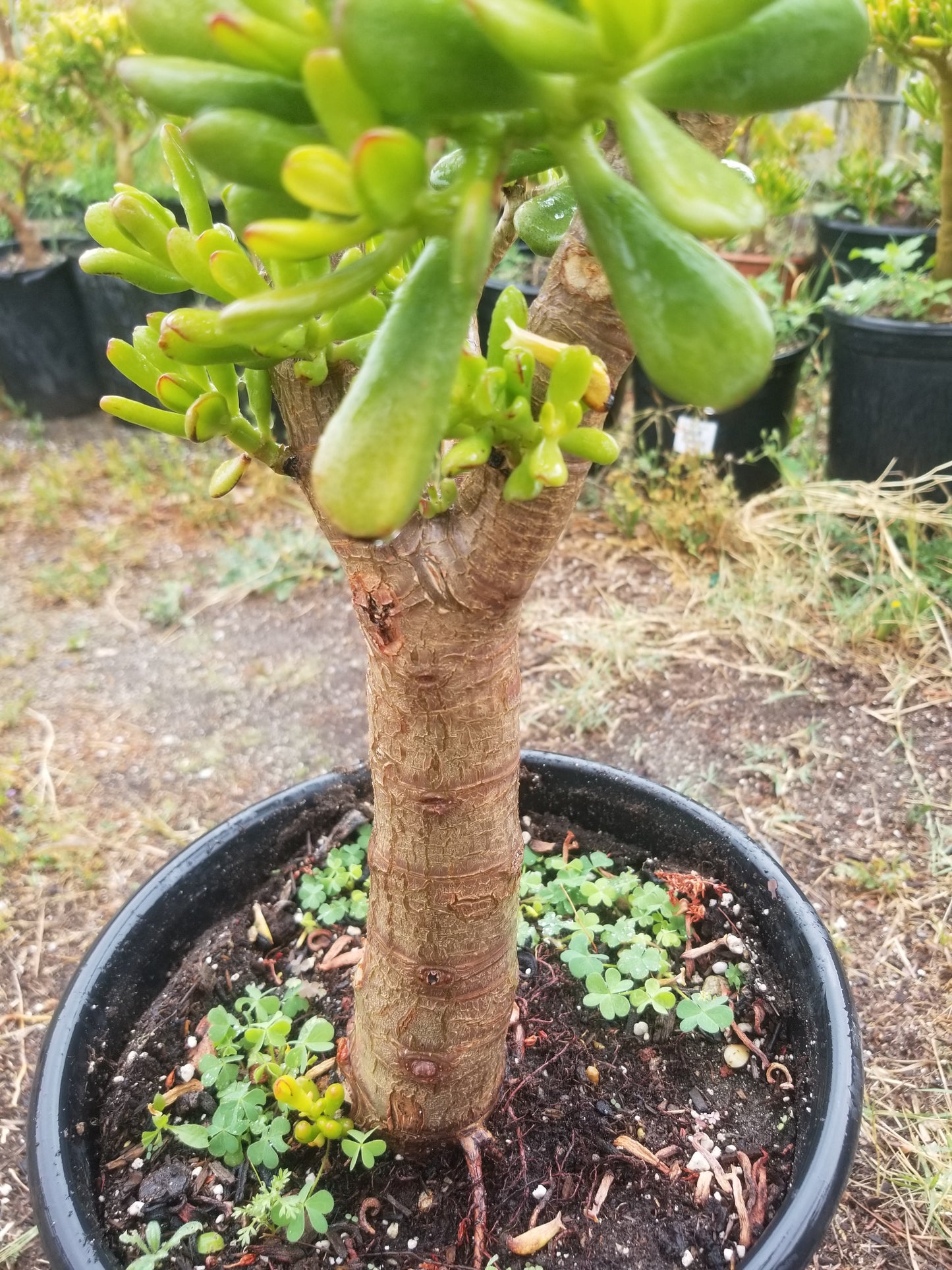 Crassula Ovata Hobbit Tree "Bonsai Tree"