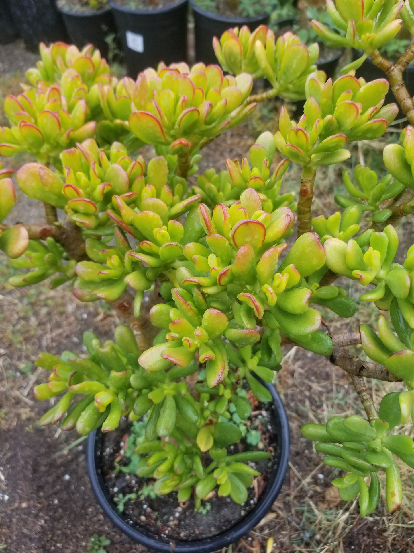 Crassula Ovata Hobbit Tree "Bonsai Tree"