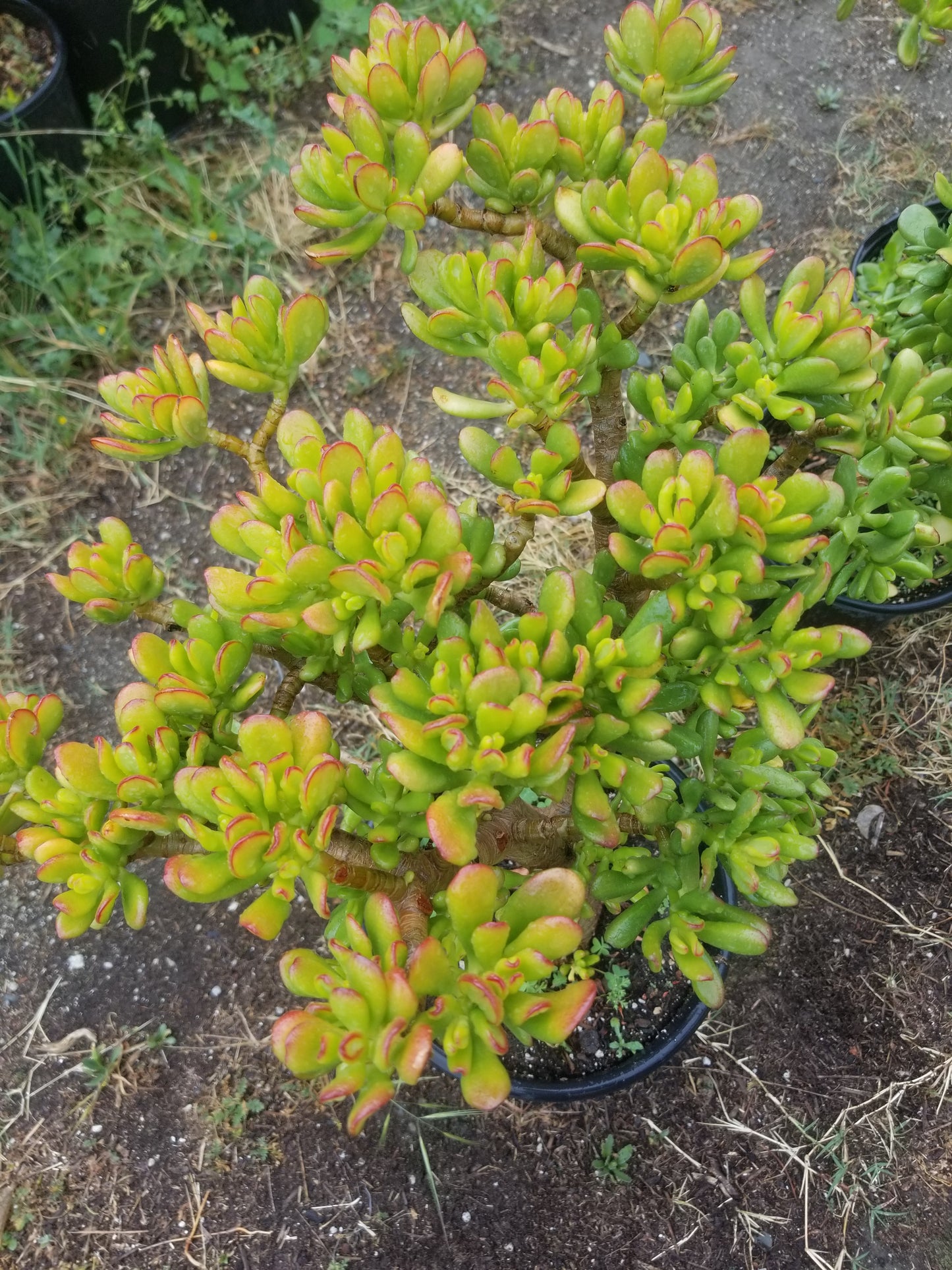 Crassula Ovata Hobbit Tree "Bonsai Tree"