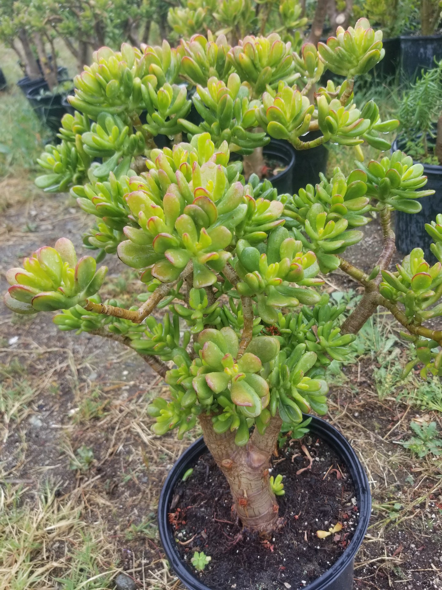 Crassula Ovata Hobbit Tree "Bonsai Tree"