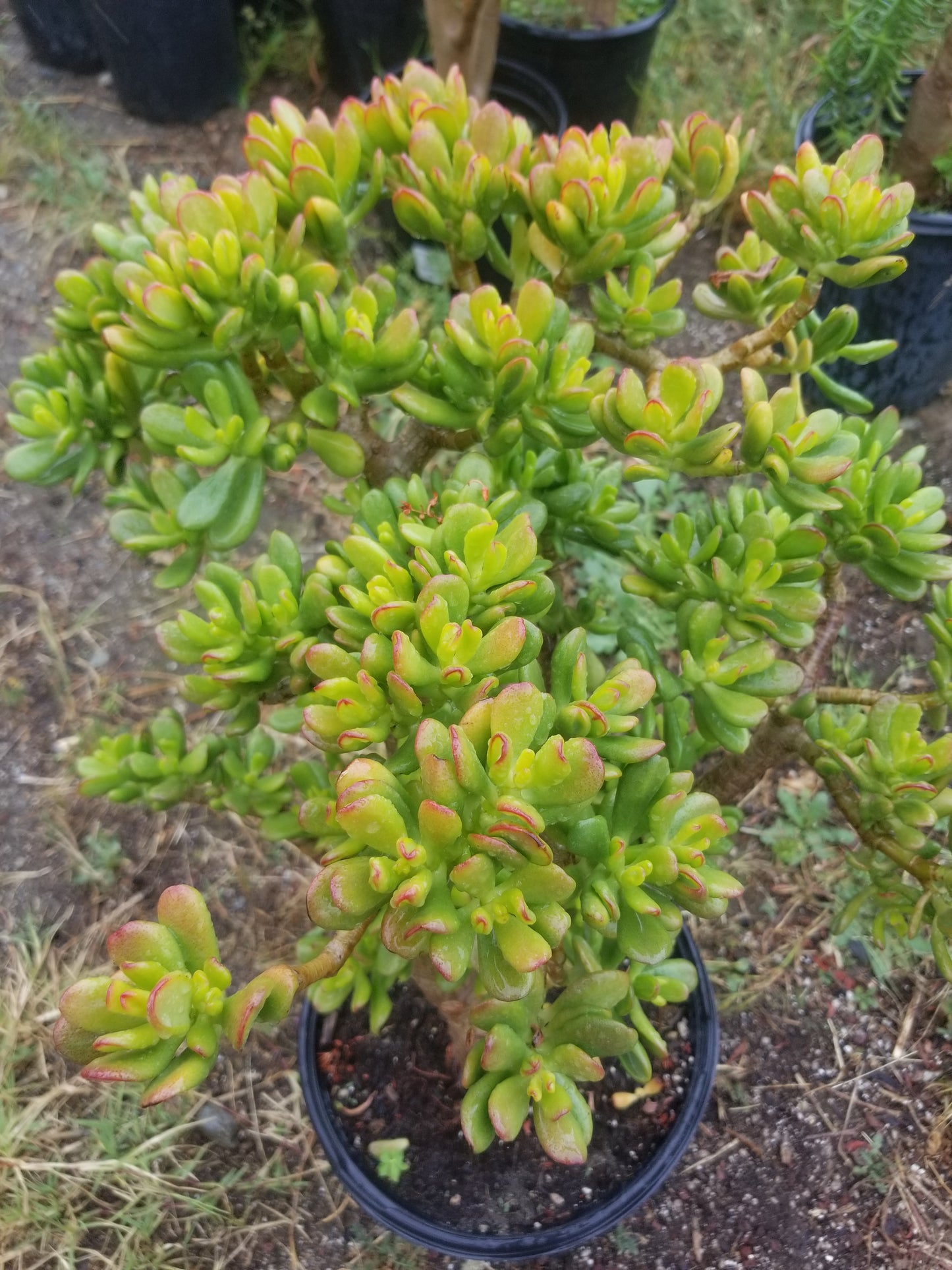 Crassula Ovata Hobbit Tree "Bonsai Tree"
