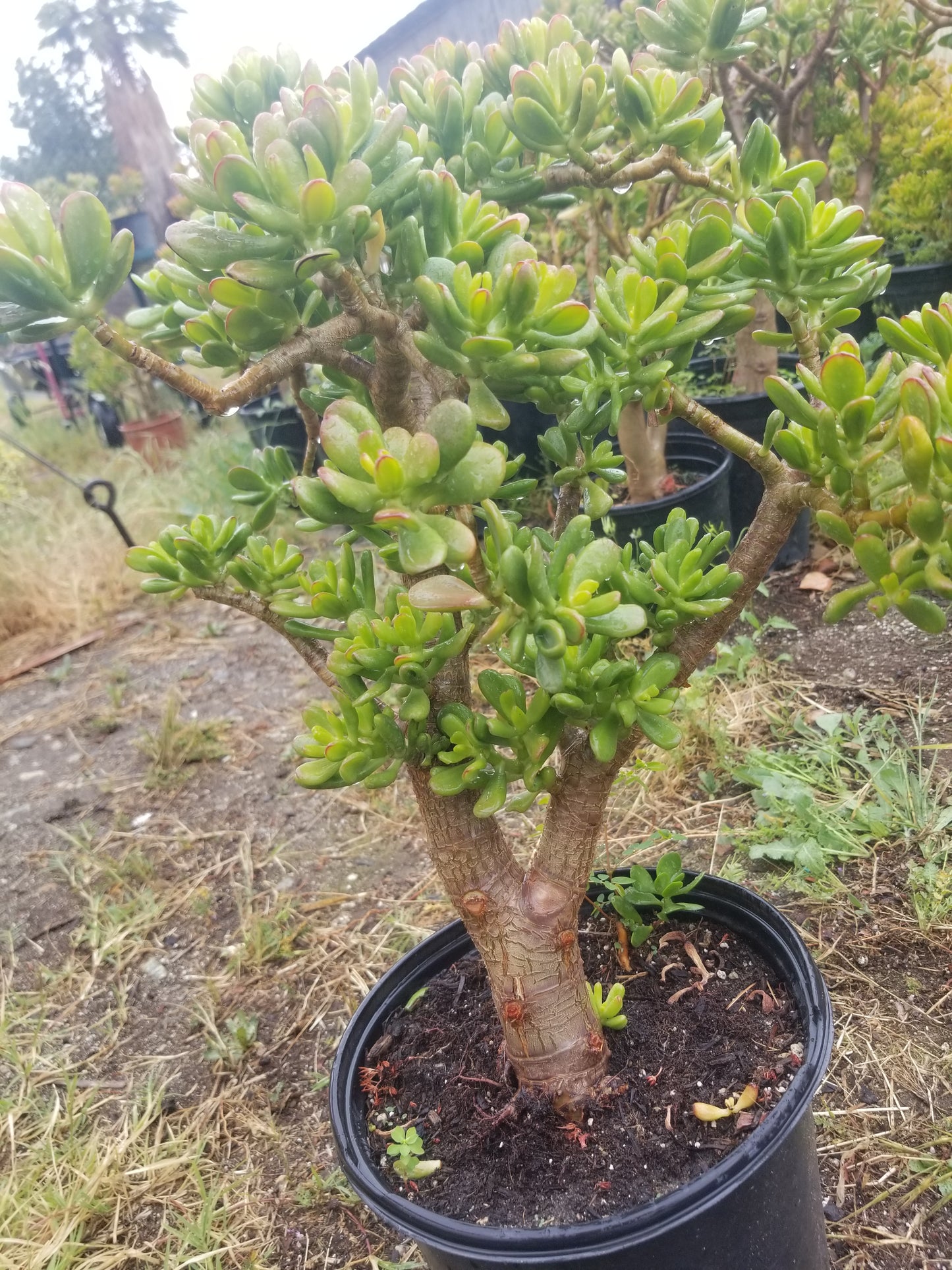 Crassula Ovata Hobbit Tree "Bonsai Tree"