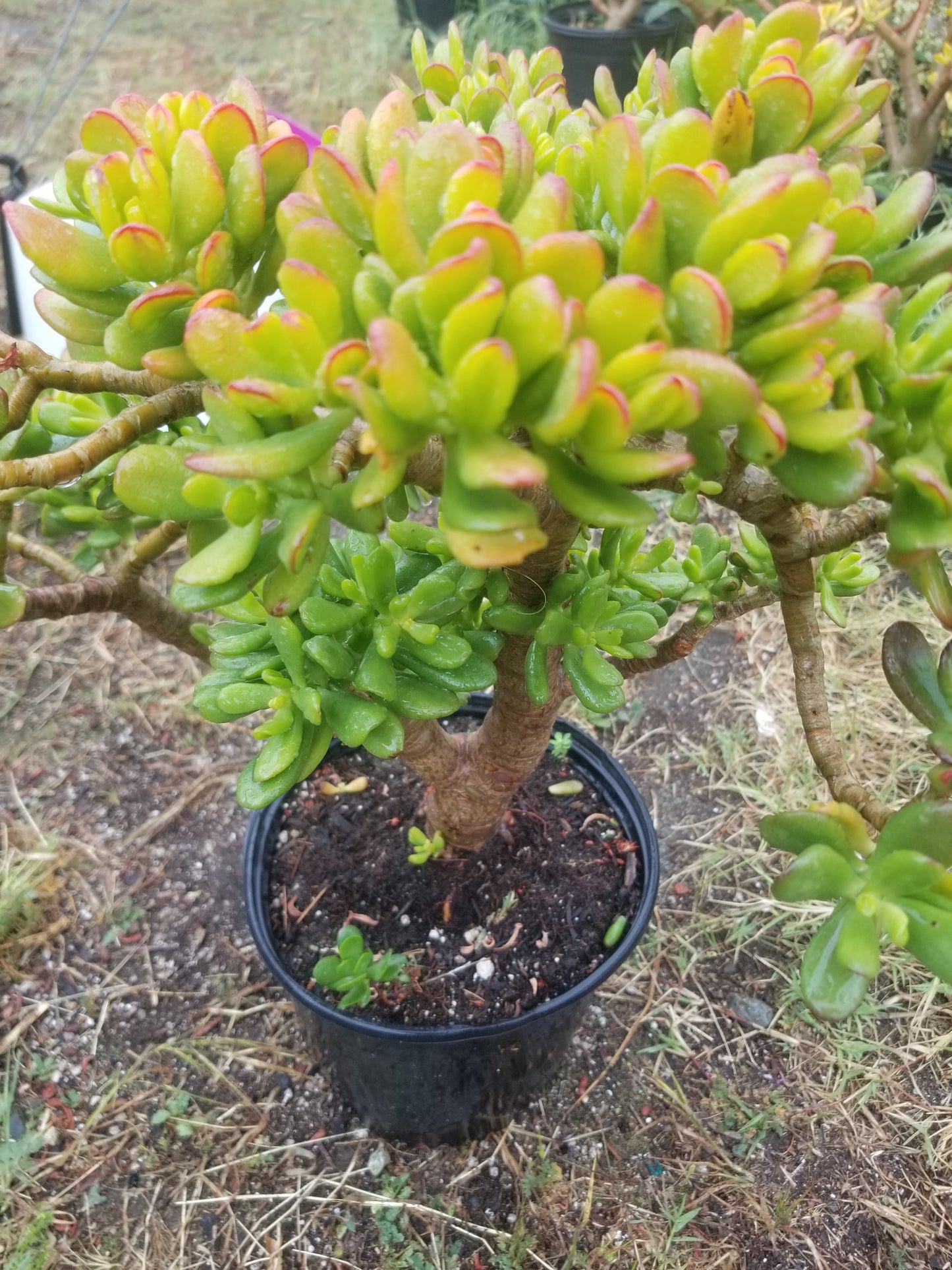 Crassula Ovata Hobbit Tree "Bonsai Tree"