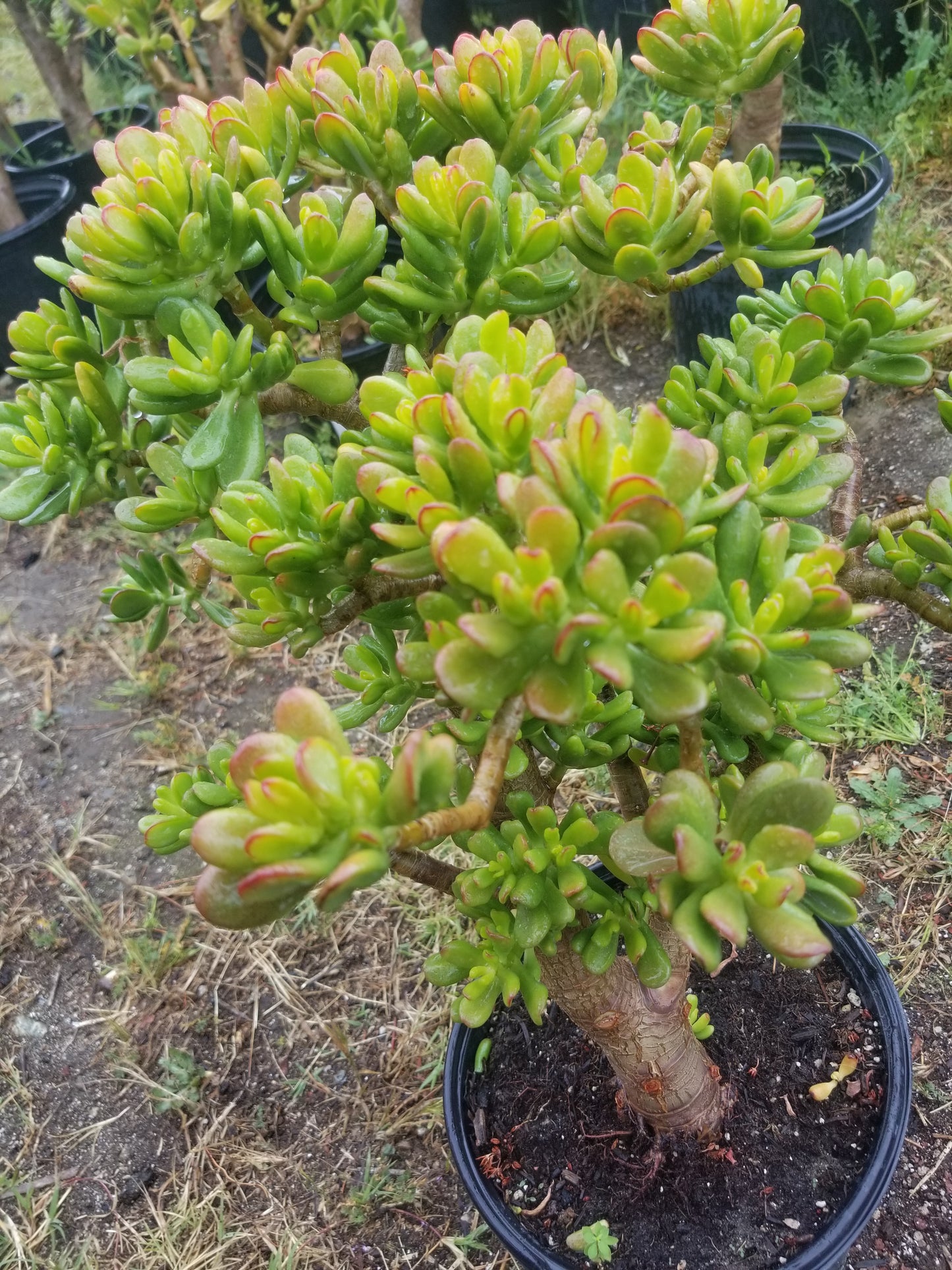 Crassula Ovata Hobbit Tree "Bonsai Tree"