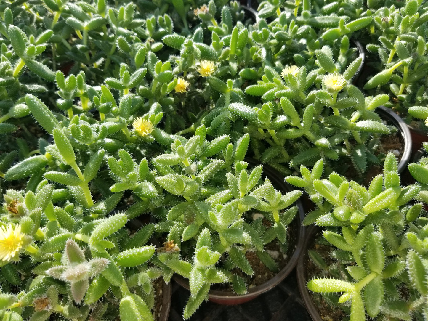 4" Delosperma Echinatum "Pickle Plant "