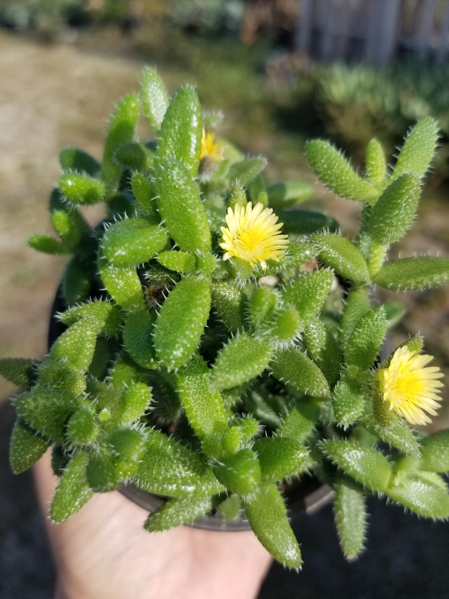 4" Delosperma Echinatum "Pickle Plant "
