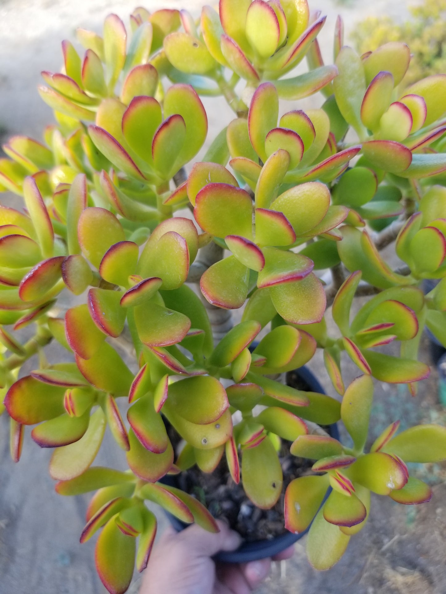 Crassula Ovata Crosby's Compact Tree, Bonsai Tree, drought tolerance, colorful jade tree.