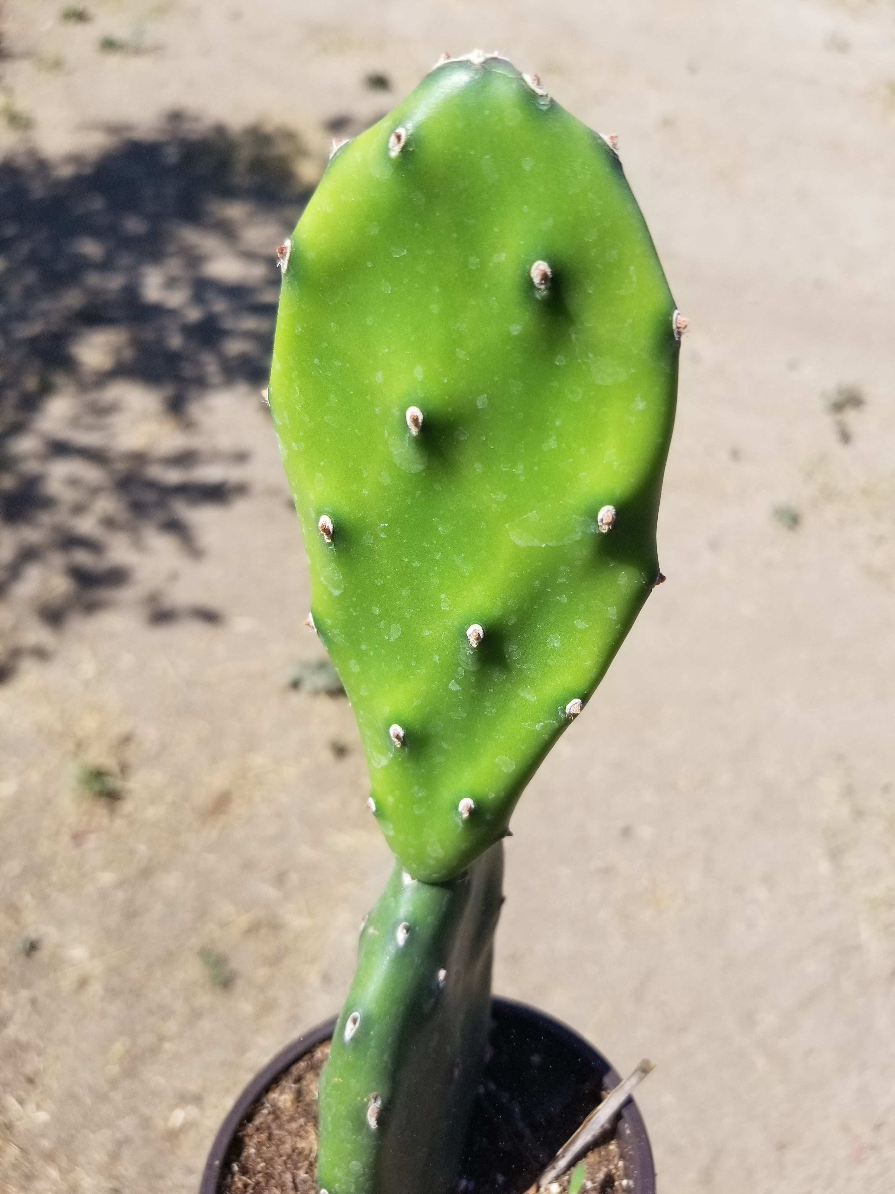 Nala ナラ　Cactus all in one 4 xl Slim Jim Cactus Opuntia Cochenillifera – Kens-Nursery