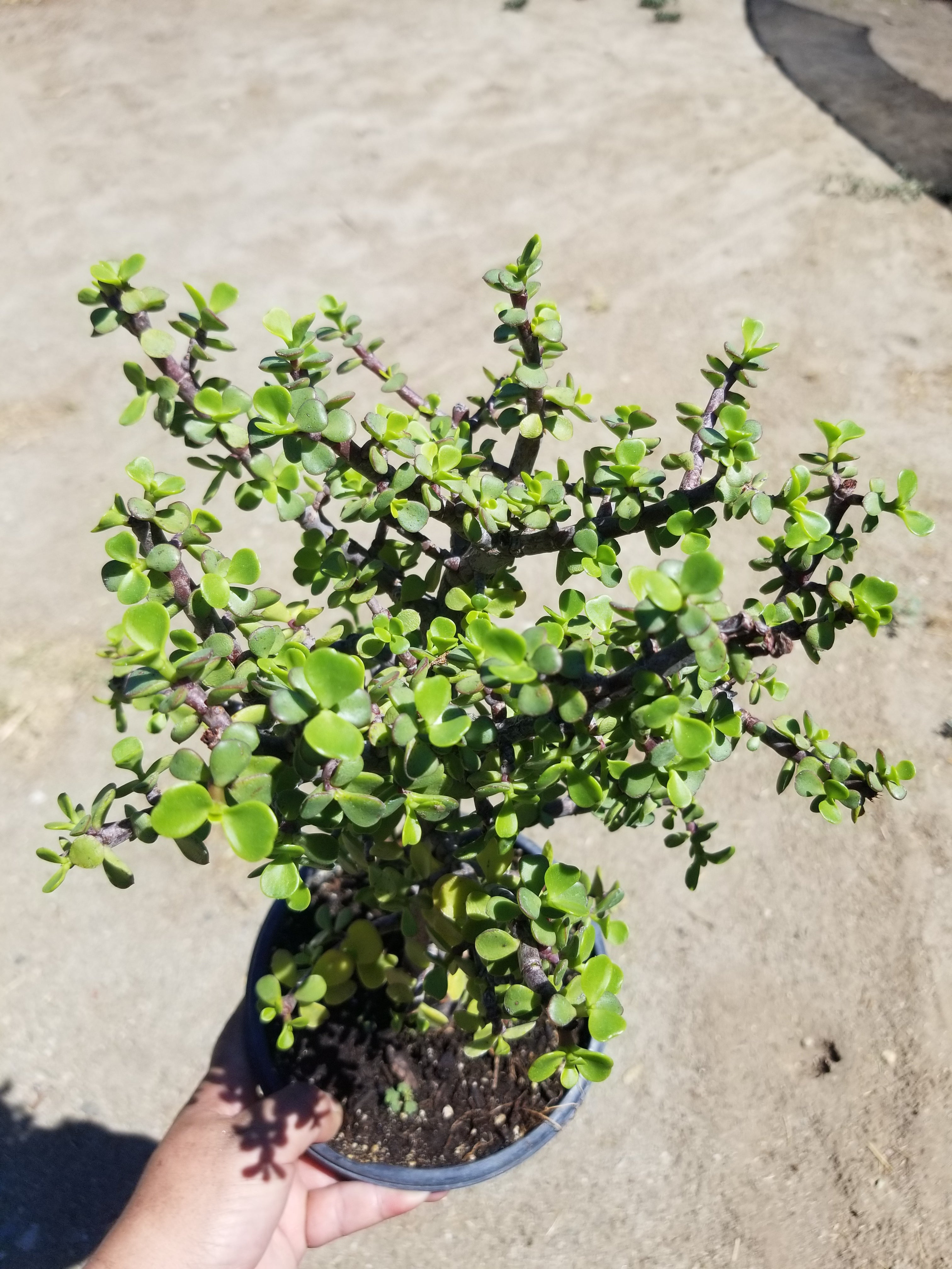 portulacaria afra tree Portulacaria Afra "Elephant Bush Tree" – Beaultiful Desert Plants