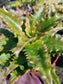 4" Aloe Congolensis