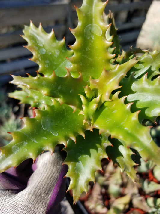 4" Aloe Congolensis, succulent plant