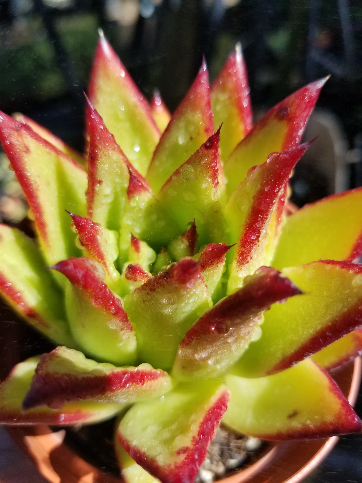 Echeveria Agavoide Lipstick (4" Pot)
