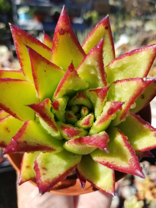 Echeveria Agavoide Lipstick (4" Pot)