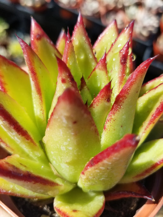 Echeveria Agavoide Lipstick (4" Pot)