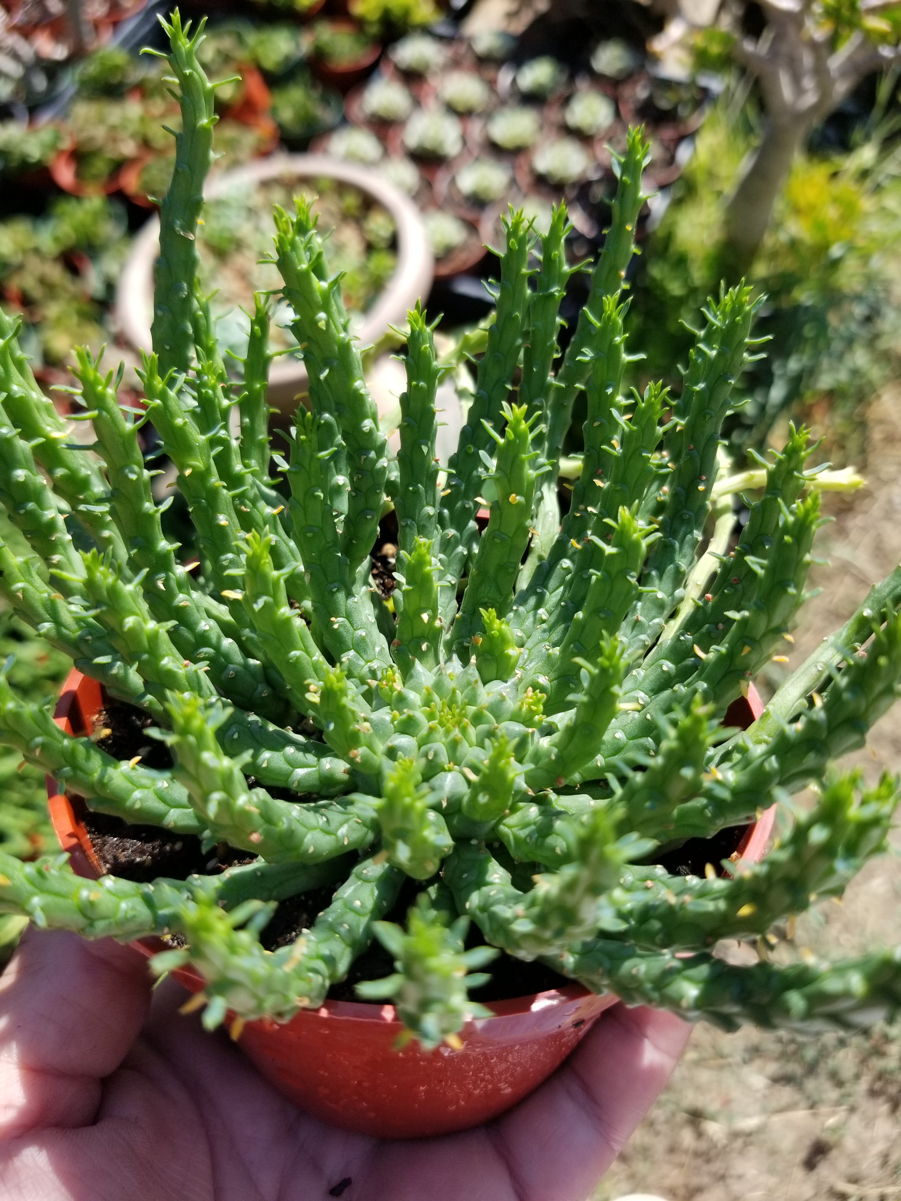 succulent medusa plant Euphorbia flanaganii Medusa Head in 8 Inch Live Succulent