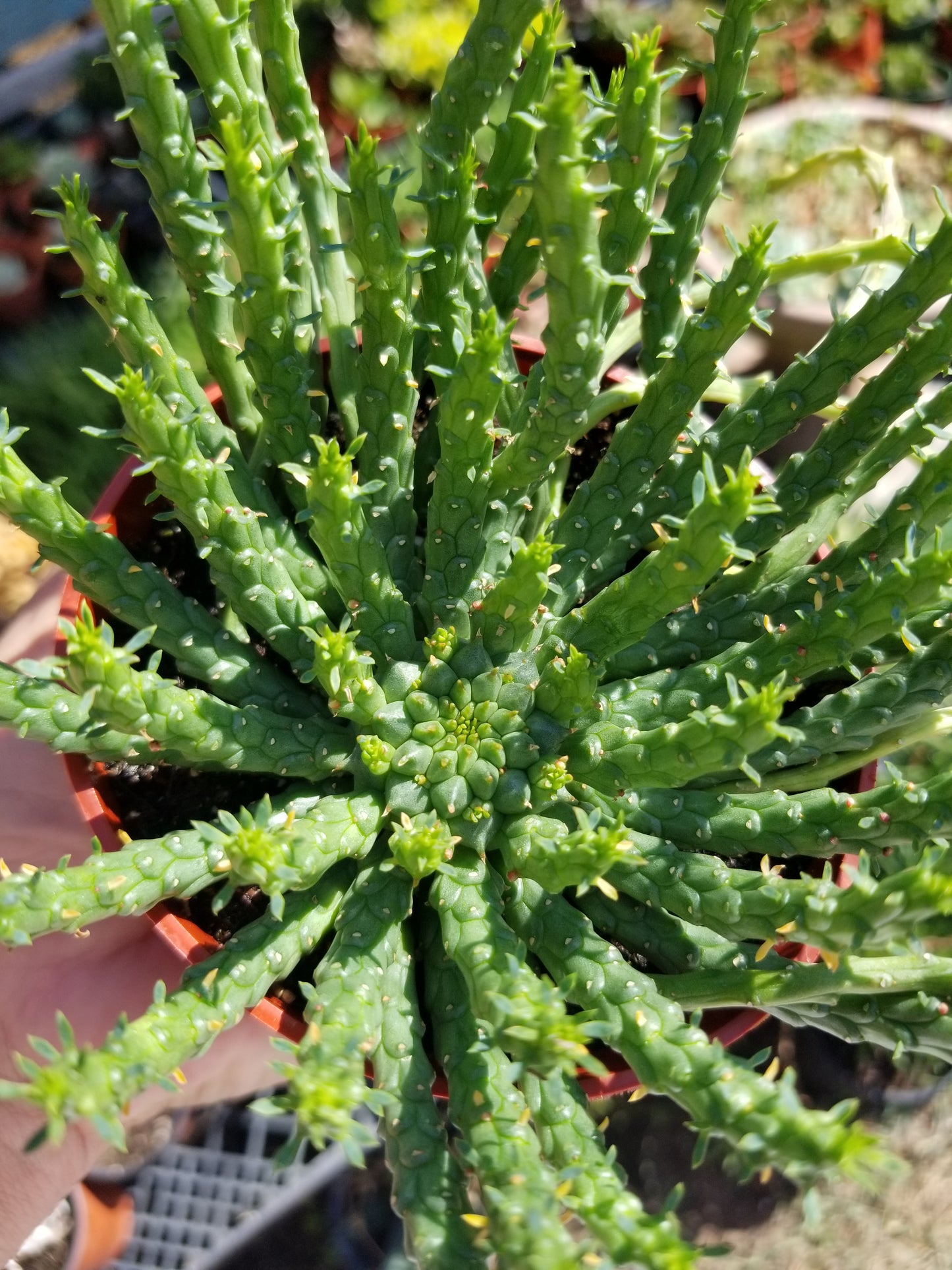 Euphorbia Flanaganii Medusa (4"pot)