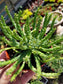 Euphorbia Flanaganii Medusa (4"pot)