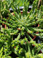Euphorbia Flanaganii Medusa (4"pot)